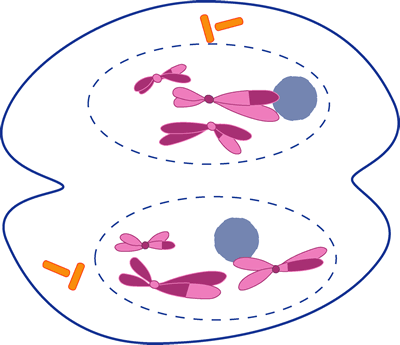 whitefish blastula mitosis stages. Whitefish+mitosis+